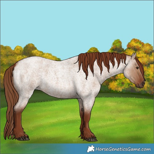 Horse Color:Red Dun Roan