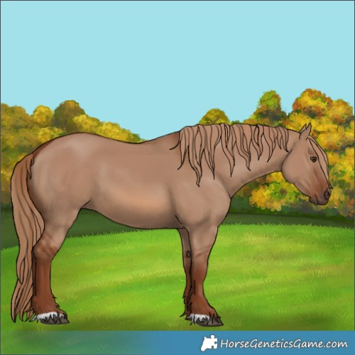Horse Color:Red Dun 