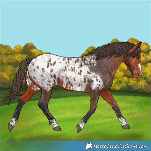 Horse Color:Bay Appaloosa  and Bay Appaloosa 