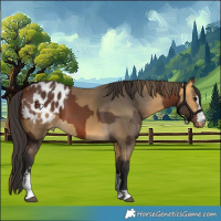 Horse Color:Bay Appaloosa  and Buckskin Appaloosa 