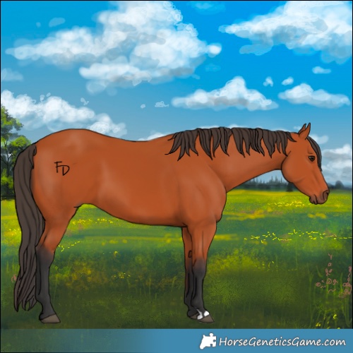 Horse Color:Bay 