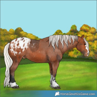Horse Color:Bay Appaloosa and Silver Bay Appaloosa