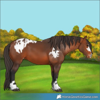 Horse Color:Bay Appaloosa  and Bay Appaloosa 