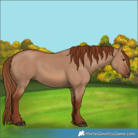 Horse Color:Red Dun 