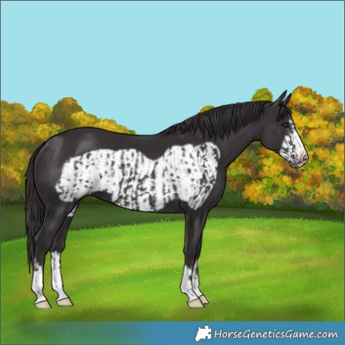 Horse Color:Smoky Black  and Smoky Black Frame 