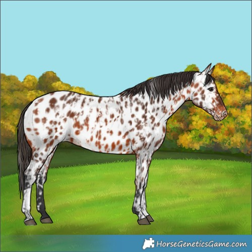 Horse Color:Bay Appaloosa  and Bay Appaloosa 