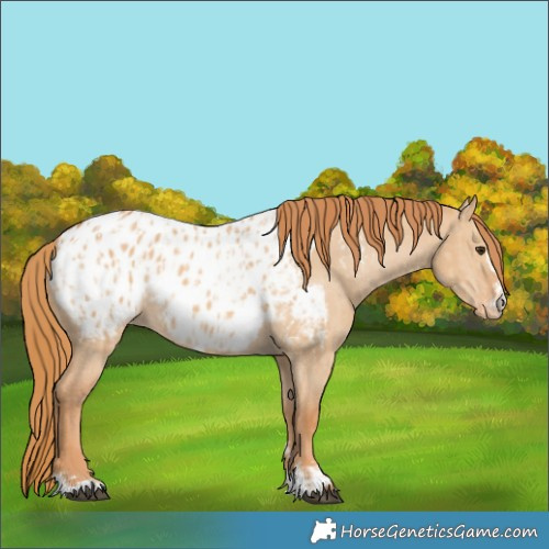 Horse Color:Red Dun Appaloosa  and Red Dun Appaloosa Rabicano 