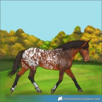Horse Color:Bay Appaloosa  and Bay Appaloosa 