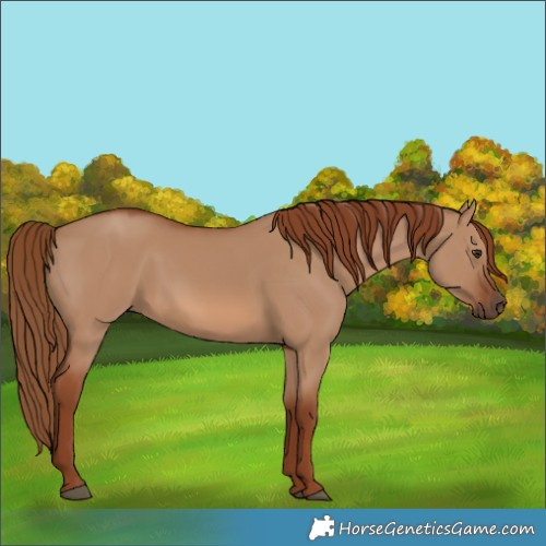 Horse Color:Red Dun 