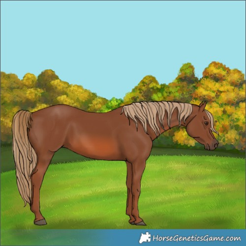 Horse Color:Chestnut 