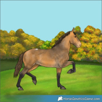 Horse Color:Buckskin Appaloosa and Buckskin Appaloosa