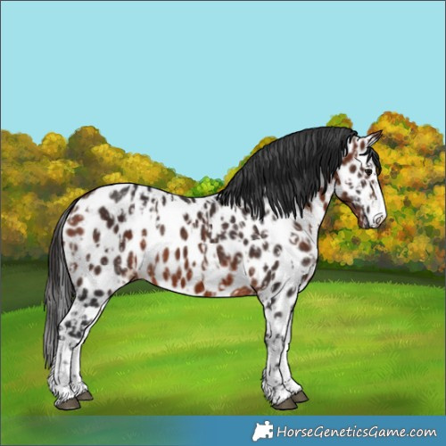 Horse Color:Bay Near Leopard  and Bay Near Leopard 