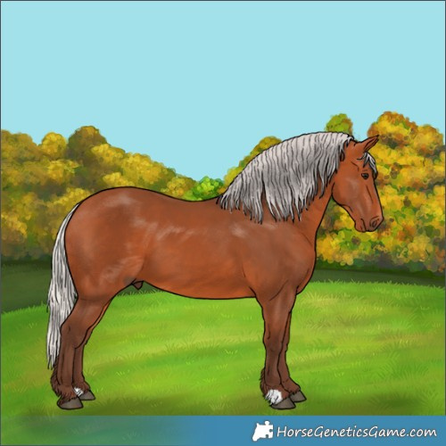 Horse Color:Silver Bay 