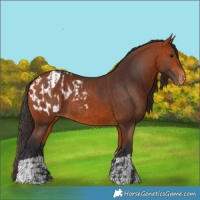 Horse Color:Bay Varnish  and Bay Blanket 