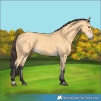 Horse Color:Buckskin