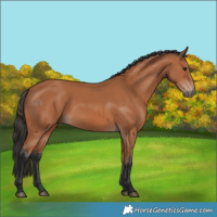 Horse Color:Bay 