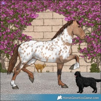 Horse Color:Bay Dun Near Leopard  and Red Dun Near Leopard 