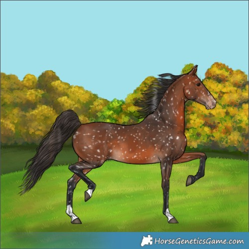 Horse Color:Bay Appaloosa and Bay Appaloosa