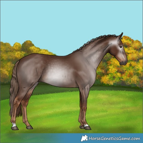 Horse Color:Gray Chestnut 