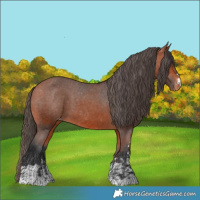 Horse Color:Bay Varnish  and Bay Varnish 