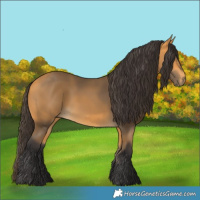 Horse Color:Buckskin 