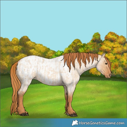 Horse Color:Red Dun Roan  and Red Dun Roan Appaloosa 