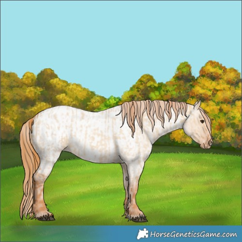 Horse Color:Red Dun Roan and Red Dun Roan Appaloosa