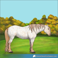 Horse Color:Red Dun Roan  and Red Dun Roan Appaloosa 
