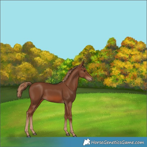 Horse Color:Chestnut 