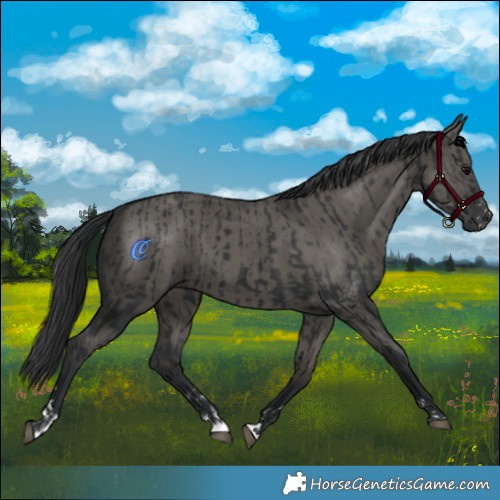 Horse Color:Black  and Grullo 