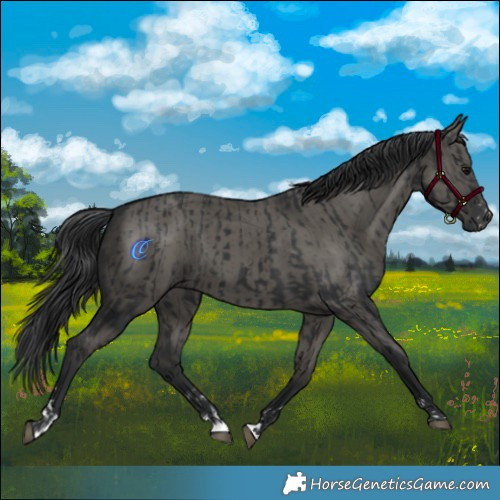 Horse Color:Black  and Grullo 
