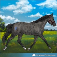 Horse Color:Black  and Grullo 