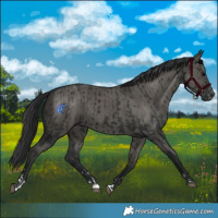 Horse Color:Black and Grullo