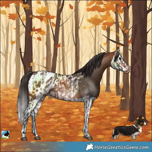 Horse Color:Bay Blanket and Bay Splash Blanket