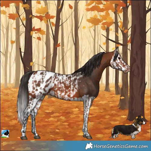 Horse Color:Bay Appaloosa  and Bay Splash Appaloosa 