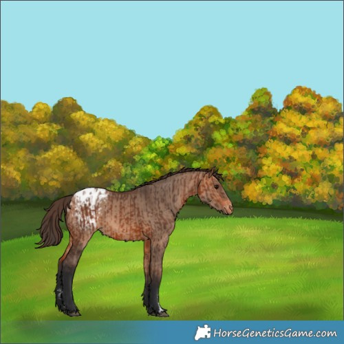 Horse Color:Bay Appaloosa and Bay Dun Appaloosa