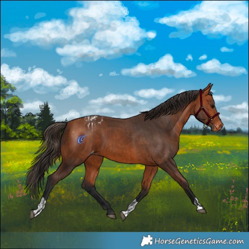 Horse Color:Bay Skewed Appaloosa  and Bay Skewed Appaloosa 