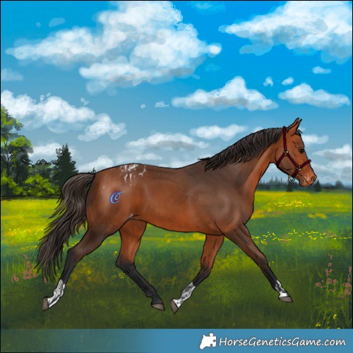 Horse Color:Bay Appaloosa and Bay Appaloosa