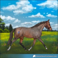 Horse Color:Bay Skewed Appaloosa  and Bay Skewed Appaloosa 