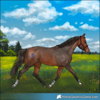 Horse Color:Bay Skewed Appaloosa  and Bay Skewed Appaloosa 