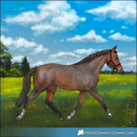 Horse Color:Bay Skewed Appaloosa  and Bay Skewed Appaloosa 