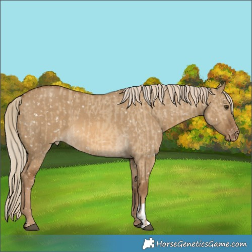 Horse Color:Chocolate Palomino Dun Appaloosa  and Chocolate Palomino Dun Appaloosa 