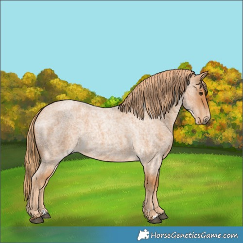 Horse Color:Red Roan 