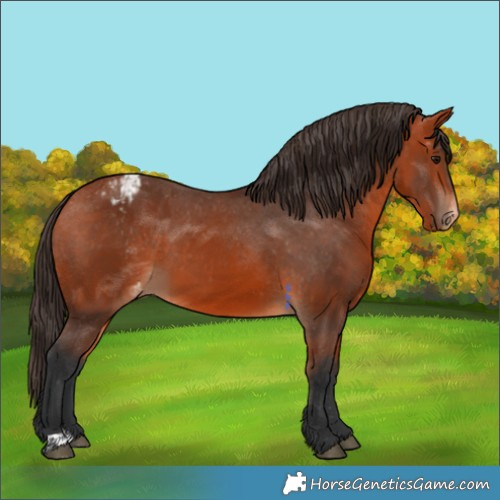 Horse Color:Bay Appaloosa  and Bay Appaloosa 