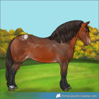 Horse Color:Bay Appaloosa and Bay Appaloosa