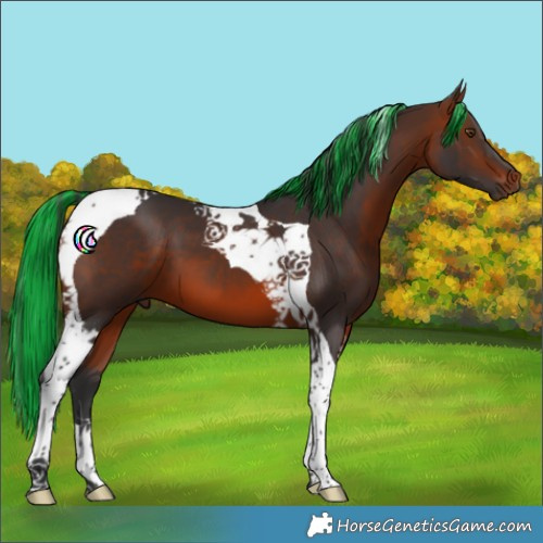 Horse Color:Painted Bay Tobiano