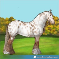 Horse Color:Gray Red Dun Appaloosa  and Gray Red Dun Appaloosa 
