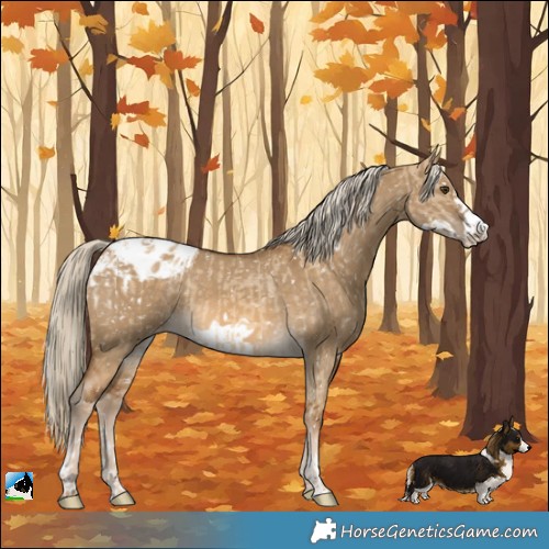 Horse Color:Chocolate Palomino Dun Appaloosa  and Chocolate Palomino Dun Frame Appaloosa 