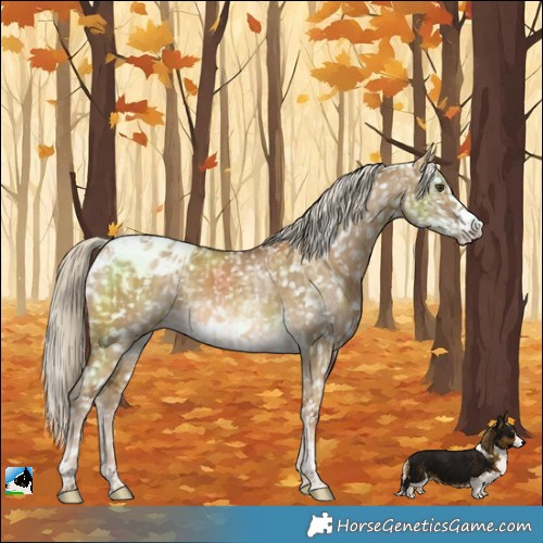 Horse Color:Chocolate Palomino Dun Blanket  and Chocolate Palomino Dun Frame Blanket 