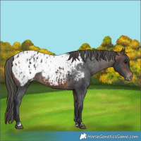Horse Color:Brown Appaloosa  and Brown Appaloosa 